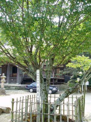 法蔵寺の桜