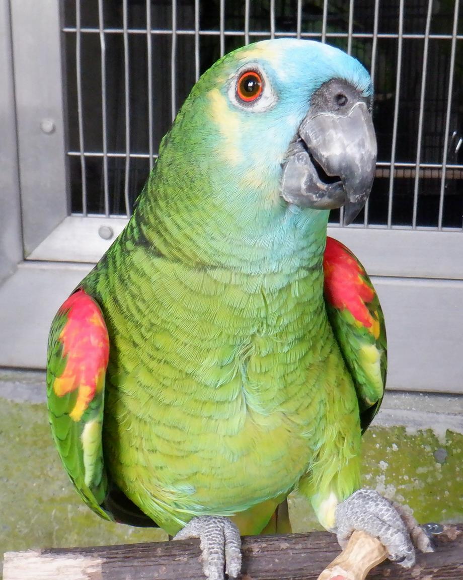 アオボウシインコ