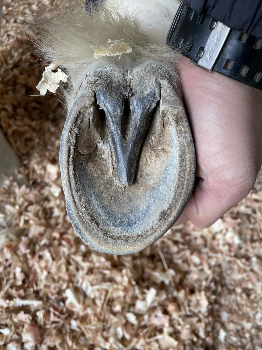 ウマの蹄の写真