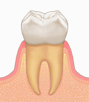 健康な歯肉