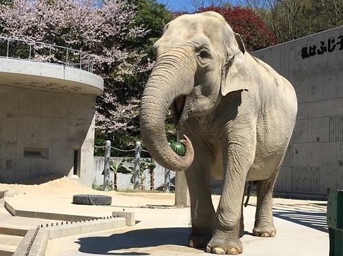 ふじ子の写真