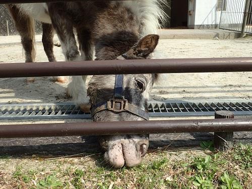 ポニーの写真