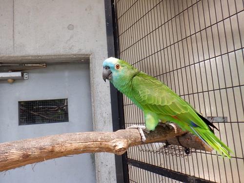 アオボウシインコ 岡崎市ホームページ