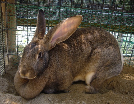 フレミッシュジャイアント 岡崎市ホームページ