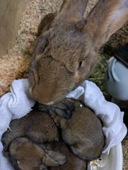 やなちゃんと子1回目
