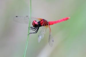 ハッチョウトンボ