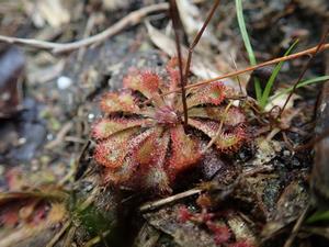 トウカイコモウセンゴケ