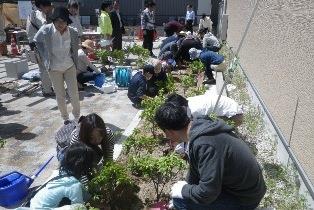 ジンチョウゲの植樹