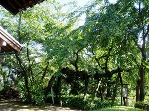 聖善寺のしだれ桜