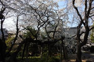 聖善寺のしだれ桜　3月下旬