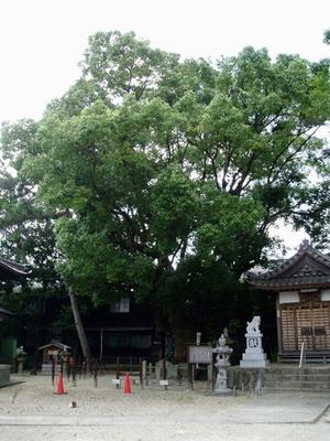 白山神社の大くす