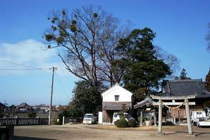 瓶井神社の大ケヤキ