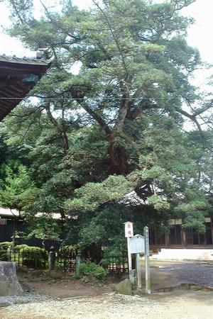 法蔵寺のイヌマキ