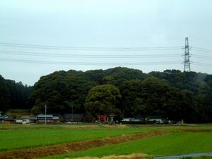 山中八幡宮のヒメハルゼミ生息地