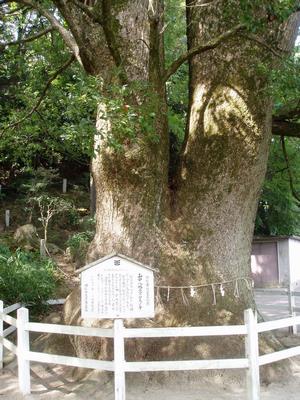 山中八幡宮のクスノキ