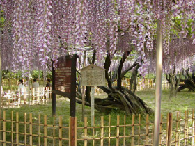 岡崎公園 五万石ふじ 岡崎市ホームページ 岡崎公園 五万石ふじ 岡崎市ホームページ