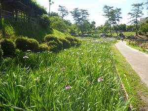 花菖蒲園・1