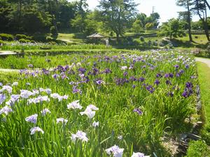 花菖蒲園・3
