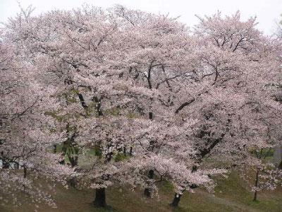 桜の写真・2