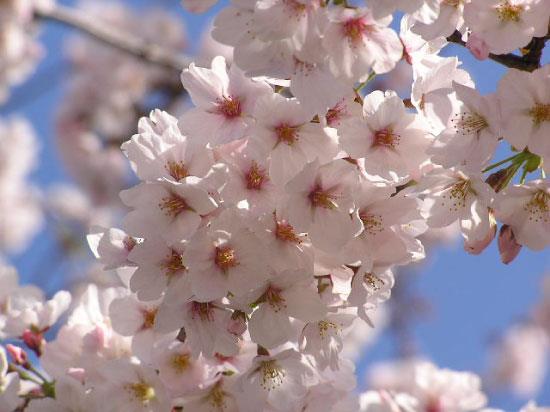 桜の写真・1