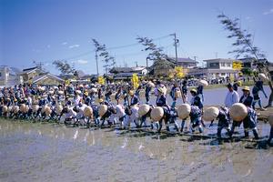 悠紀斎田お田植えまつりの写真