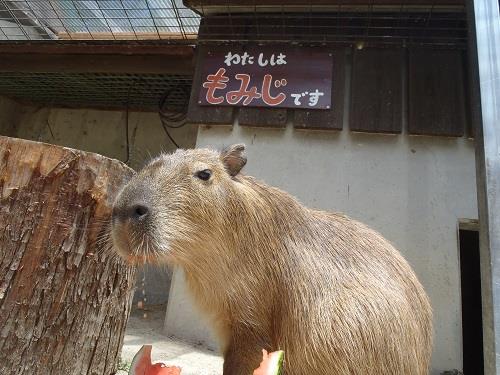 カピバラのもみじちゃんの写真2