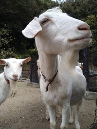 ヤギ1