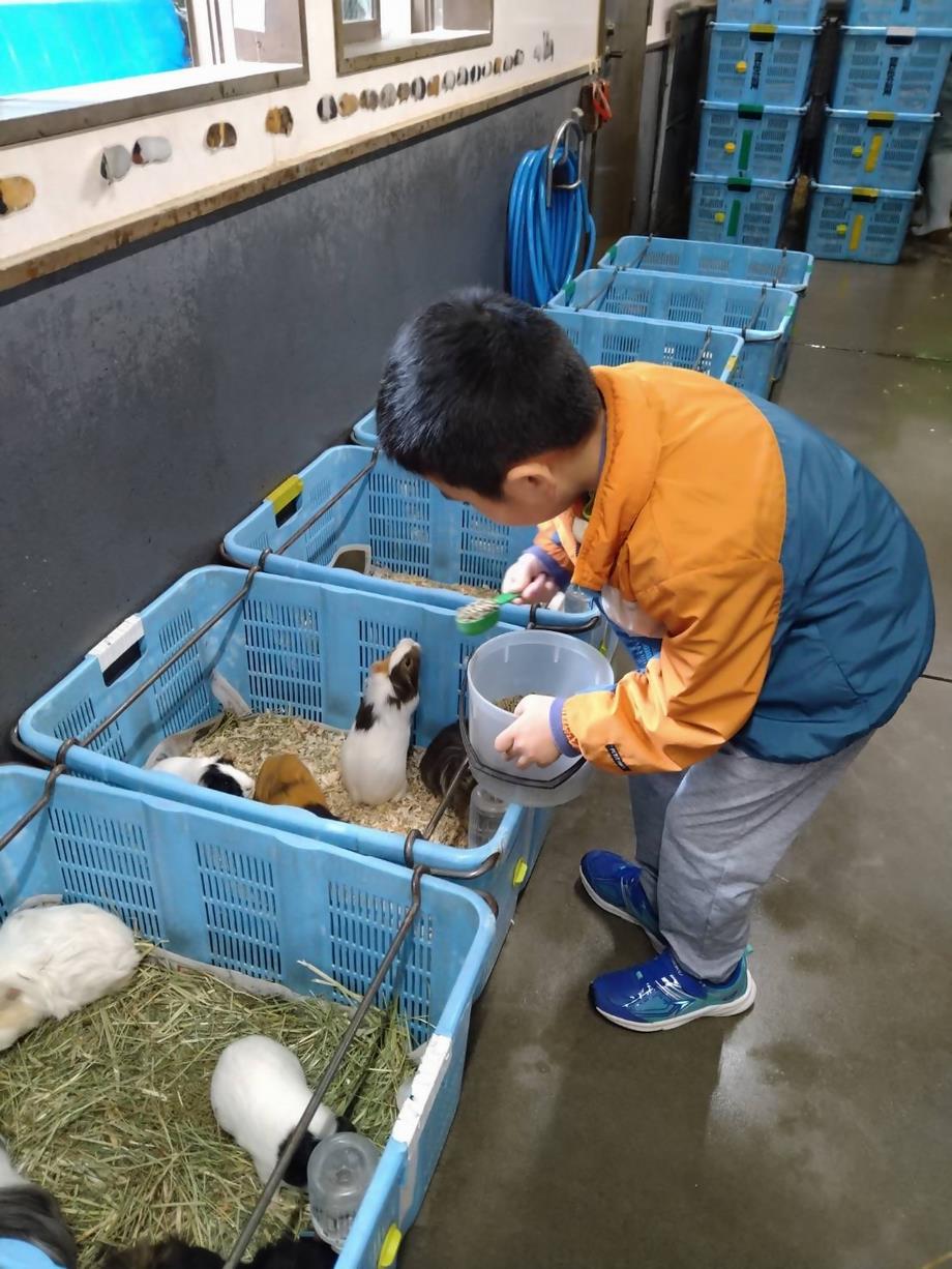 モルモットのエサやり