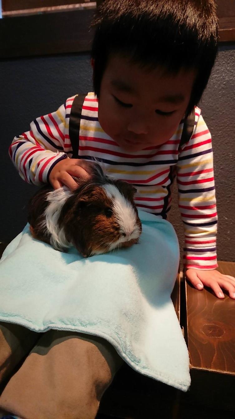 モルモットのふれあい