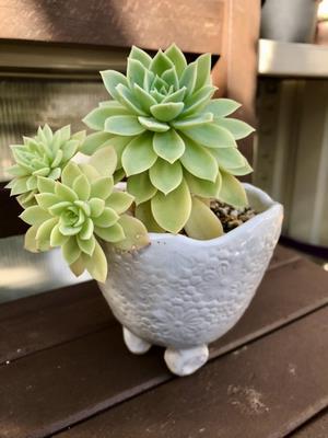 植木鉢1