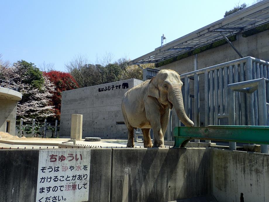 ふじ子2
