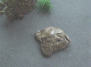 hatoko hujiko2