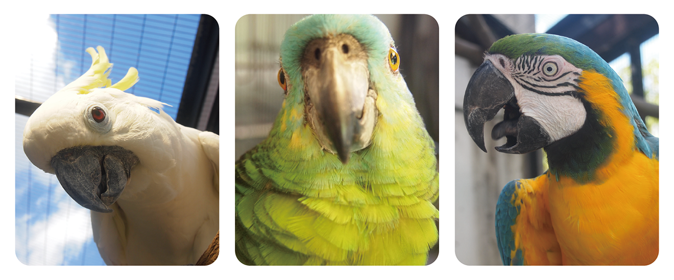 ニホンジカの写真