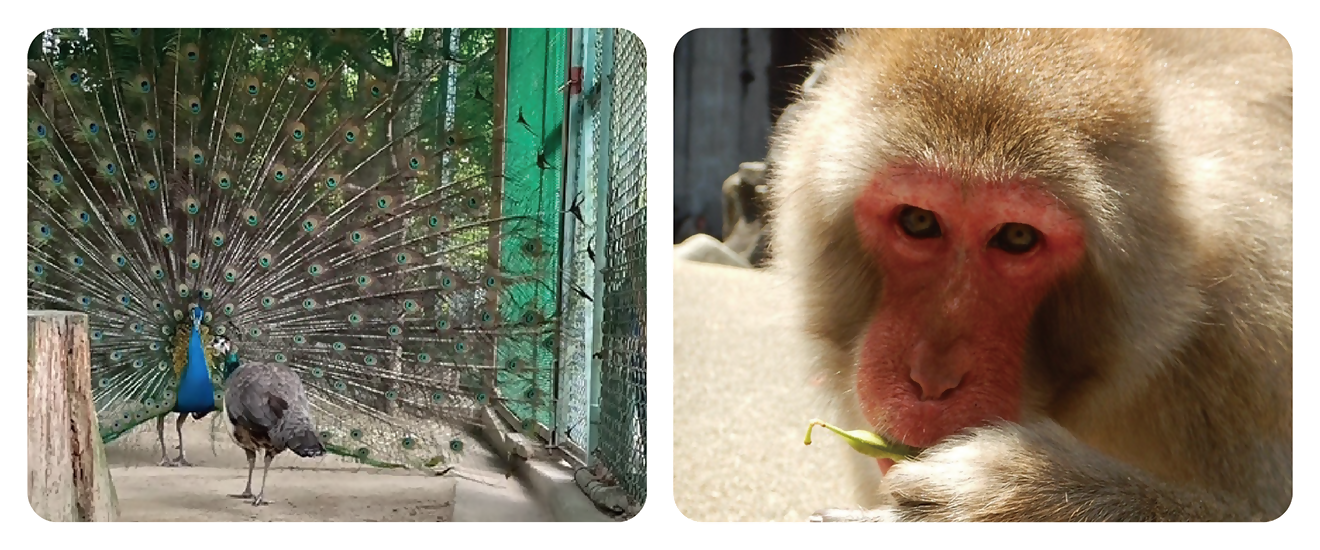 インドクジャクとニホンザルの写真