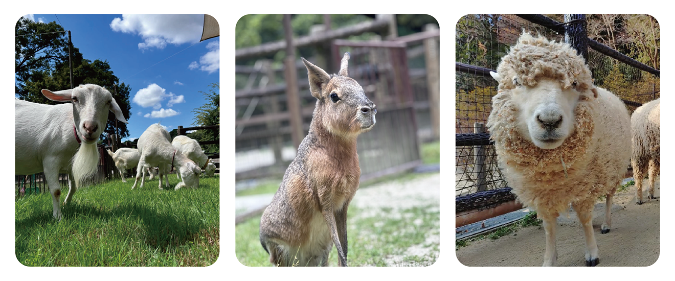 ヤギとマーラとヒツジの写真