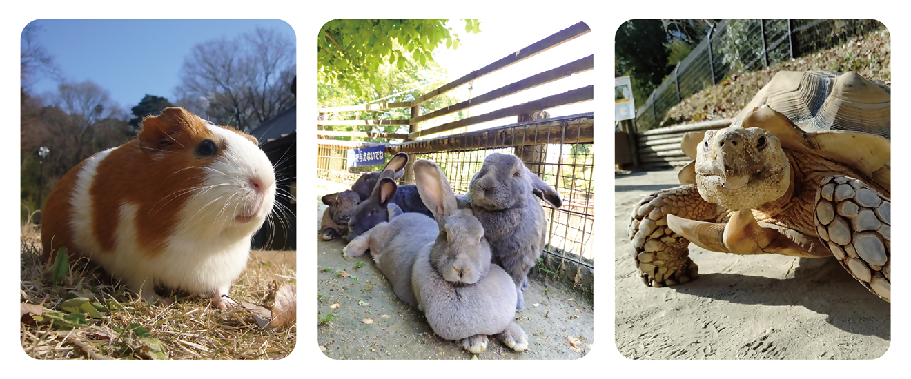 モルモットとフレミッシュジャイアントとケヅメリクガメの写真