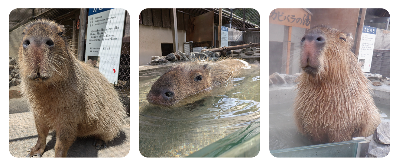 カピバラのもみじの写真