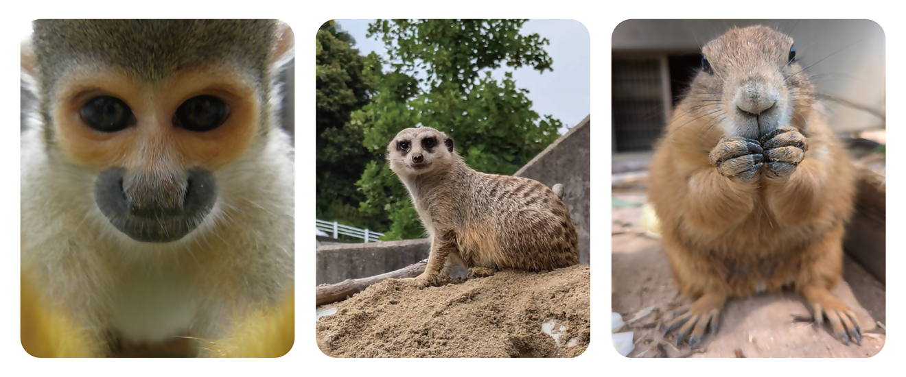 リスザルとミーアキャットとプレーリードッグの写真