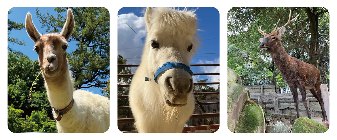 ラマとミニチュアホースとニホンジカの写真