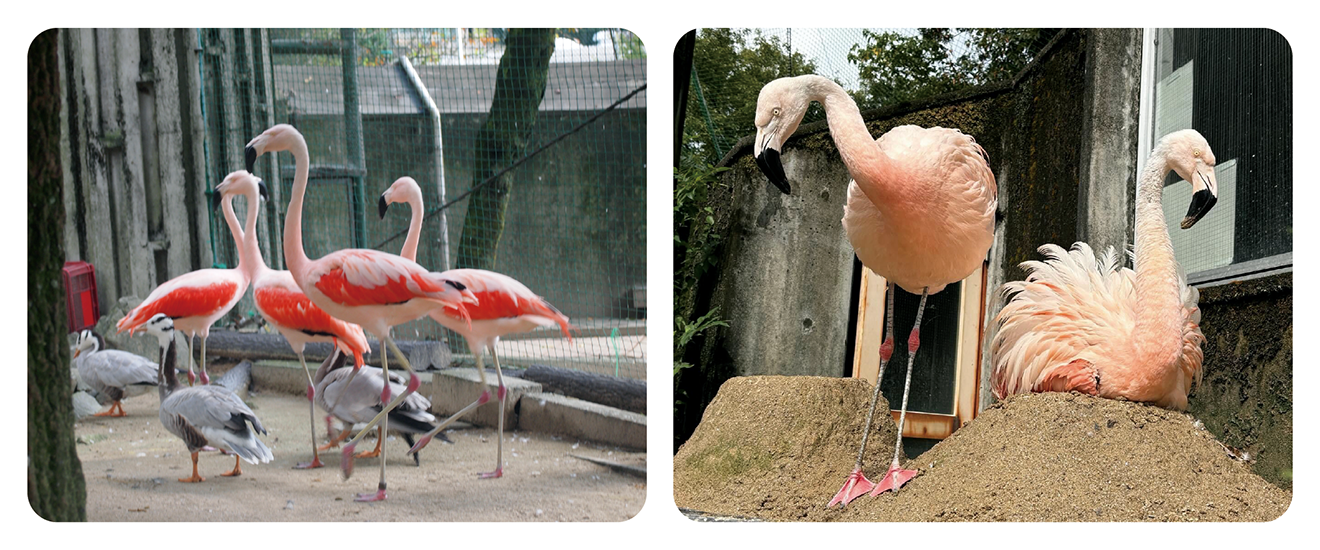 フラミンゴの写真