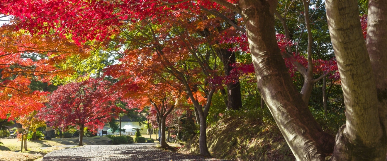 写真：紅葉
