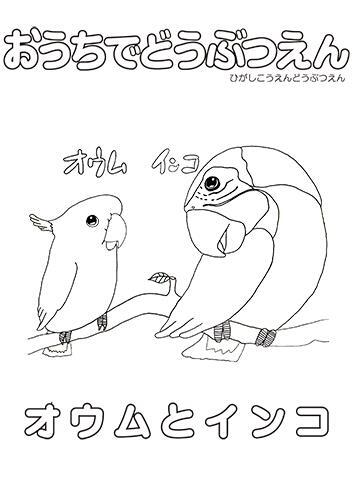 イラスト：オウムとインコのぬり絵