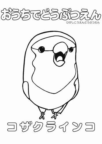 イラスト：コザクラインコのぬり絵