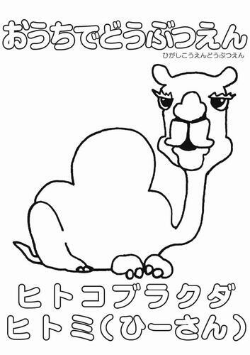 イラスト：ヒトコブラクダのぬり絵