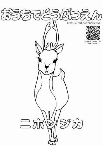 イラスト：ニホンジカのぬり絵