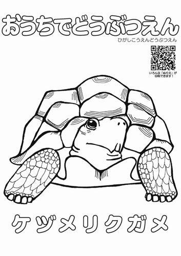 イラスト：ケヅメリクガメのぬり絵