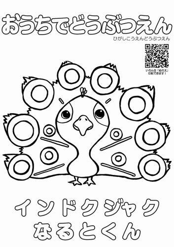 イラスト：インドクジャク　なるとくんのぬり絵