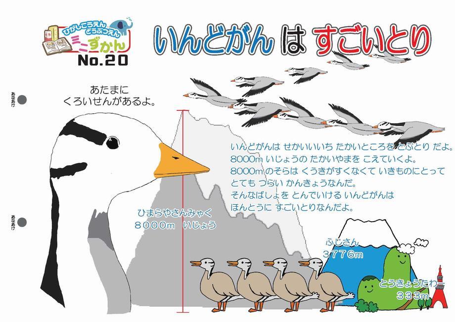 写真：ミニ図鑑No.20