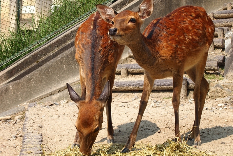 夏毛の二ホンジカ