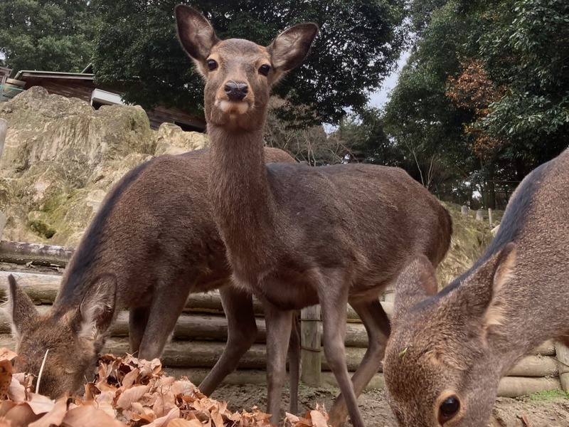冬毛の二ホンジカ
